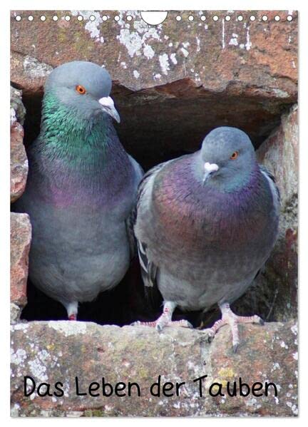 Das Leben der Tauben (Wandkalender 2026 DIN A4 hoch), CALVENDO Monatskalender: Tauben (Columbidae) (CALVENDO Tiere) Living & Furnishing