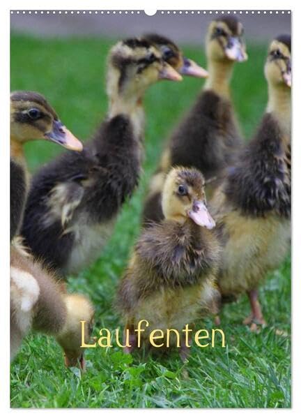 Laufenten (Wandkalender 2026 DIN A2 hoch), CALVENDO Monatskalender: Enten (CALVENDO Natur) Natural Sciences