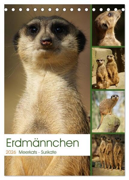 Erdmännchen-Meerkats-Surikate (Tischkalender 2026 DIN A5 hoch), CALVENDO Monatskalender: Edrmännchen sind einfach putzige Kerlchen. (CALVENDO Tiere) Natural Sciences