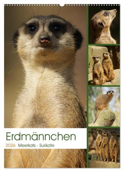 Erdmännchen-Meerkats-Surikate (Wandkalender 2026 DIN A2 hoch), CALVENDO Monatskalender: Edrmännchen sind einfach putzige Kerlchen. (CALVENDO Tiere) Natural Sciences