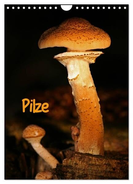 Pilze (Wandkalender 2026 DIN A4 hoch), CALVENDO Monatskalender: Herbstliche Bewohner unserer Wälder (CALVENDO Natur) Leisure, Home & Garden