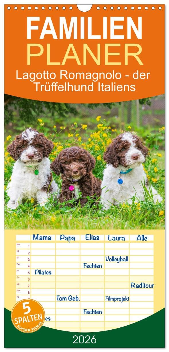 Familienplaner 2026 - Lagotto Romagnolo - der Trüffelhund Italiens mit 5 Spalten (Wandkalender, 21 cm x 45 cm), CALVENDO Natural Sciences
