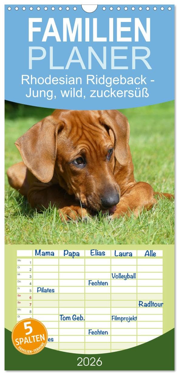 Familienplaner 2026 - Rhodesian Ridgeback - Jung, wild, zuckersüß mit 5 Spalten (Wandkalender, 21 cm x 45 cm), CALVENDO Natural Sciences