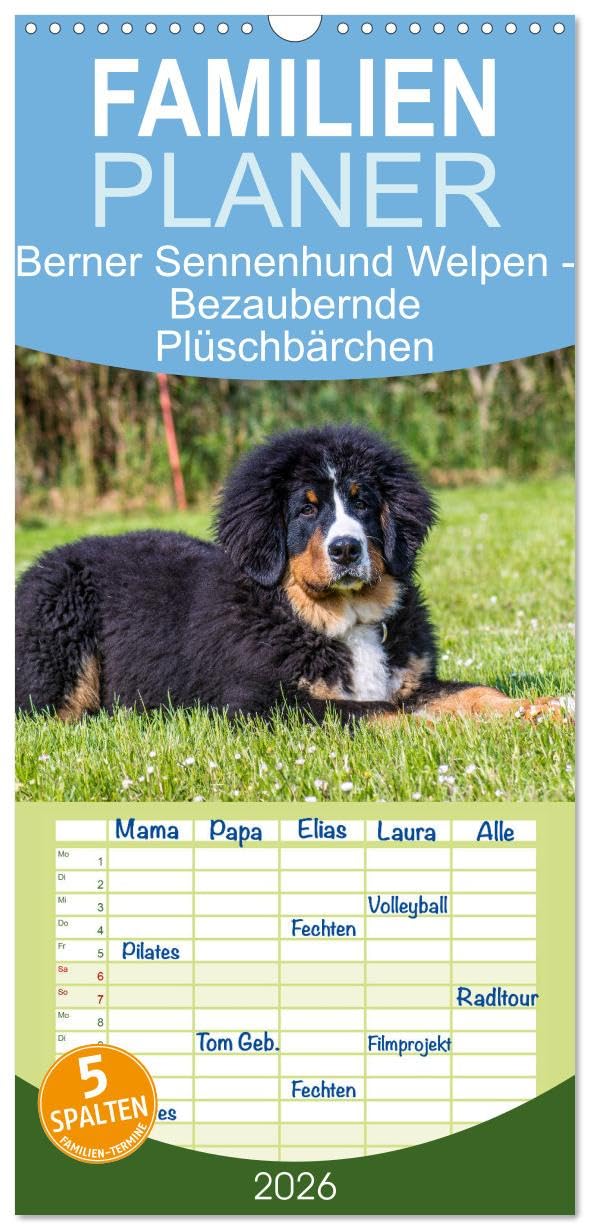 Familienplaner 2026 - Berner Sennenhund Welpen - Bezaubernde Plüschbärchen mit 5 Spalten (Wandkalender, 21 cm x 45 cm), CALVENDO Natural Sciences