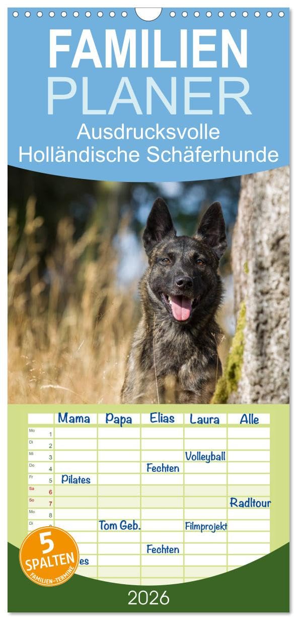 Familienplaner 2026 - ausdrucksvolle Holländische Schäferhunde mit 5 Spalten (Wandkalender, 21 cm x 45 cm), CALVENDO Pets