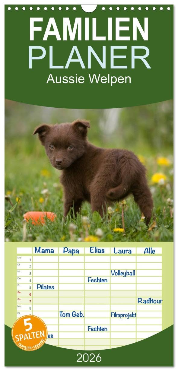 Familienplaner 2026 - Aussie Welpen 2026 mit 5 Spalten (Wandkalender, 21 cm x 45 cm), CALVENDO Natural Sciences