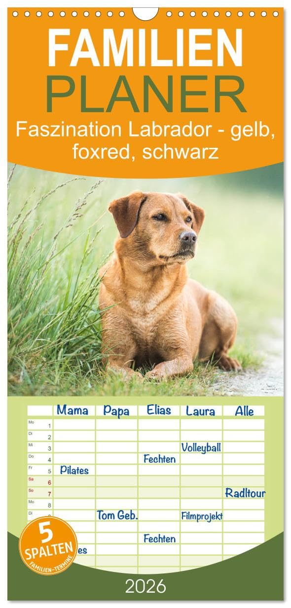 Familienplaner 2026 - Faszination Labrador - gelb, foxred, schwarz mit 5 Spalten (Wandkalender, 21 cm x 45 cm), CALVENDO Natural Sciences