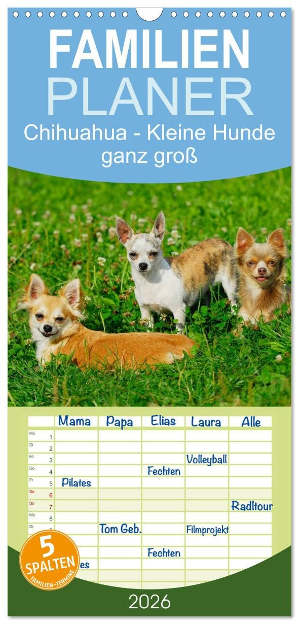 Familienplaner 2026 - Chihuahua - Kleine Hunde ganz groß mit 5 Spalten (Wandkalender, 21 cm x 45 cm), CALVENDO Natural Sciences