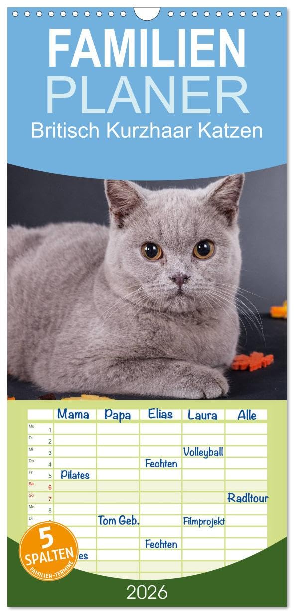 Familienplaner 2026 - Britisch Kurzhaar Katzen mit 5 Spalten (Wandkalender, 21 cm x 45 cm), CALVENDO Social Sciences