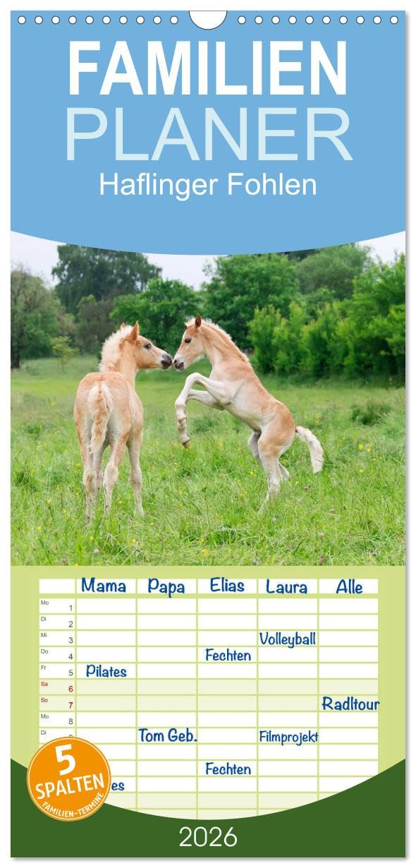 Familienplaner 2026 - Haflinger Fohlen mit 5 Spalten (Wandkalender, 21 cm x 45 cm), CALVENDO Natural Sciences