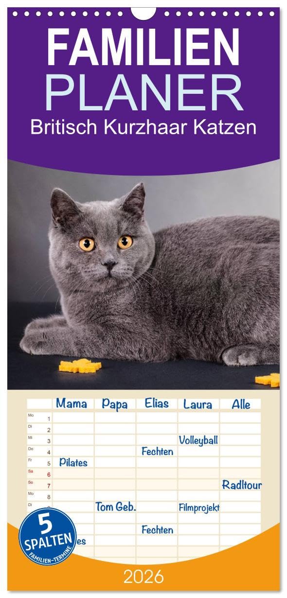 Familienplaner 2026 - Britisch Kurzhaar Katzen mit 5 Spalten (Wandkalender, 21 cm x 45 cm), CALVENDO Natural Sciences