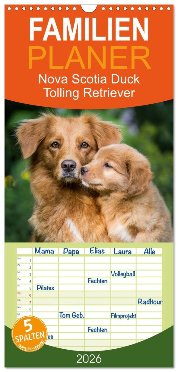 Familienplaner 2026 - Toller - Nova Scotia Duck Tolling Retriever mit 5 Spalten (Wandkalender, 21 cm x 45 cm), CALVENDO Natural Sciences