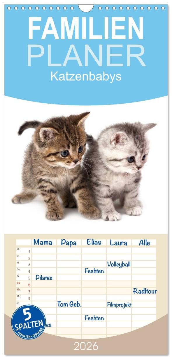Familienplaner 2026 - Katzenbabys mit 5 Spalten (Wandkalender, 21 cm x 45 cm), CALVENDO Humour & Satire