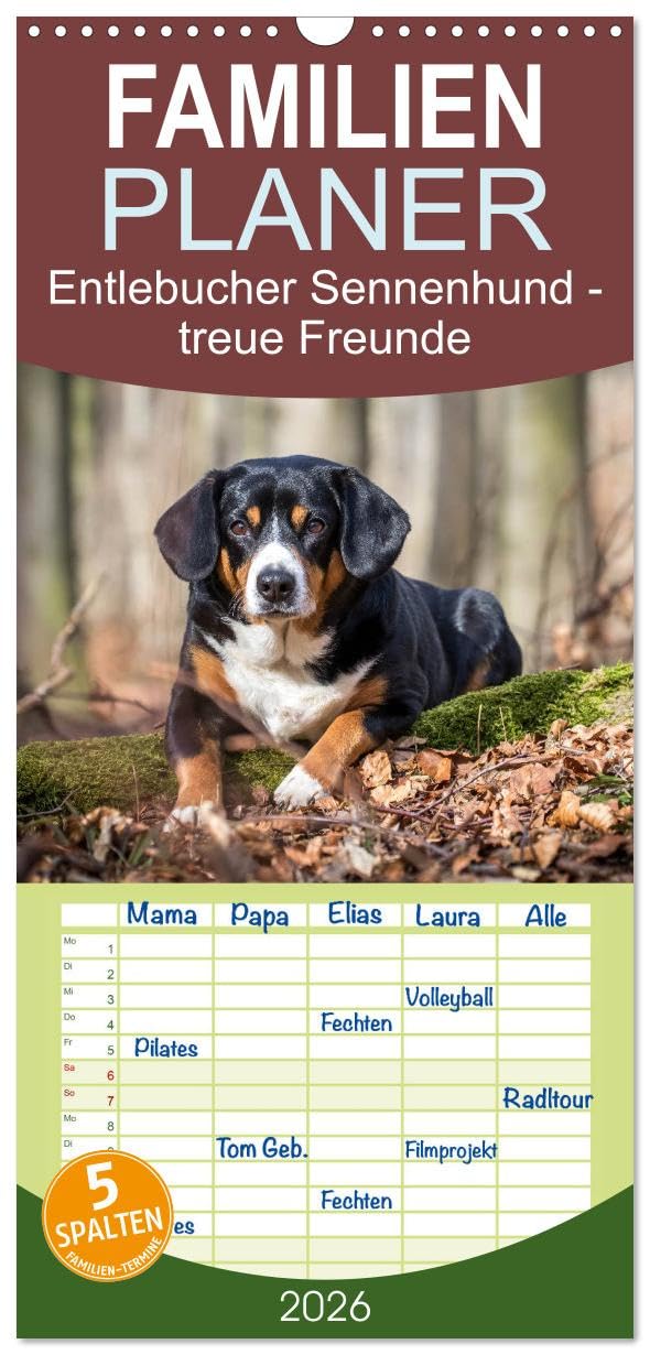 Familienplaner 2026 - Entlebucher Sennenhund - treue Freunde mit 5 Spalten (Wandkalender, 21 cm x 45 cm), CALVENDO Living & Furnishing