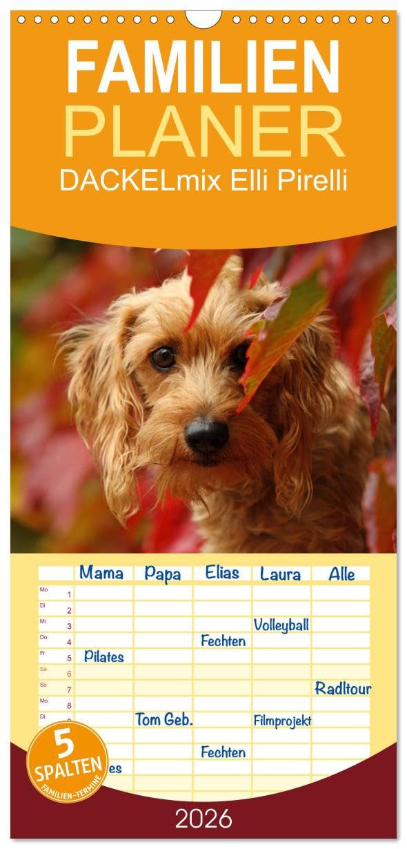 Familienplaner 2026 - DACKELmix Elli Pirelli mit 5 Spalten (Wandkalender, 21 cm x 45 cm), CALVENDO Living & Furnishing