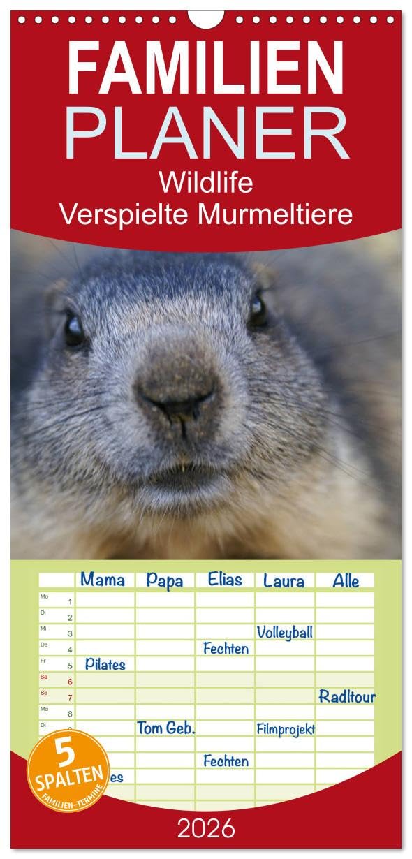 Familienplaner 2026 - Wildlife - Verspielte Murmeltiere mit 5 Spalten (Wandkalender, 21 cm x 45 cm), CALVENDO Natural Sciences