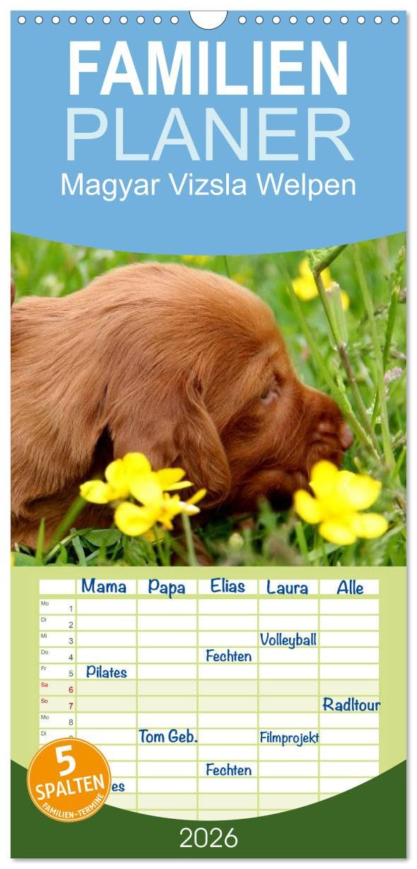 Familienplaner 2026 - Magyar Vizsla Welpen mit 5 Spalten (Wandkalender, 21 cm x 45 cm), CALVENDO Pets