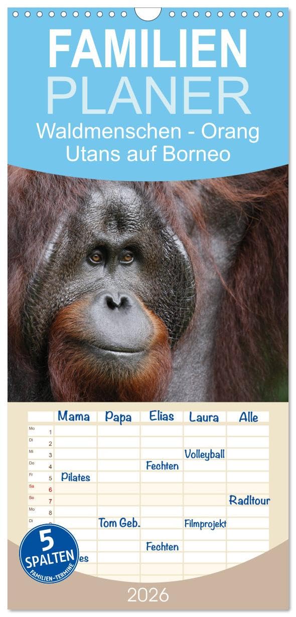 Familienplaner 2026 - Waldmenschen - Orang Utans auf Borneo mit 5 Spalten (Wandkalender, 21 cm x 45 cm), CALVENDO Natural Sciences