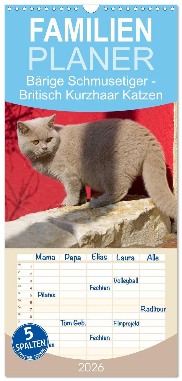 Familienplaner 2026 - Bärige Schmusetiger - Britisch Kurzhaar Katzen mit 5 Spalten (Wandkalender, 21 cm x 45 cm), CALVENDO Pets