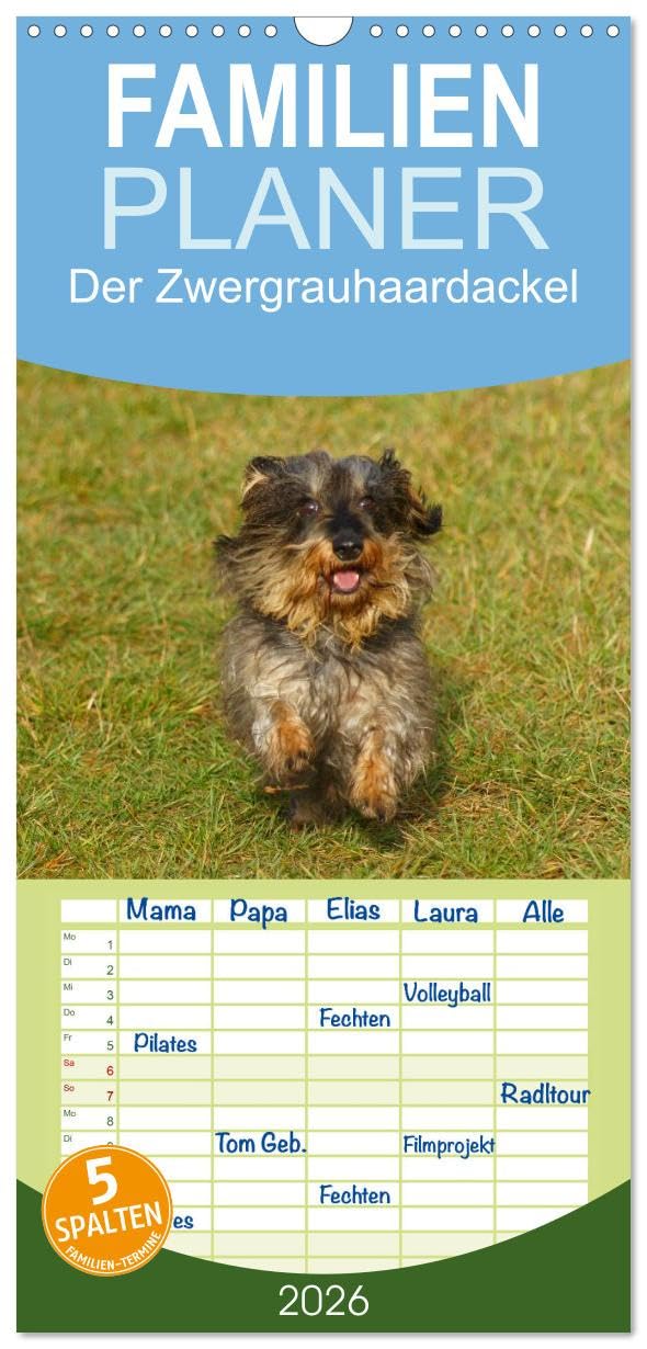 Familienplaner 2026 - Der Zwergrauhaardackel - Eigensinnig und Liebenswert mit 5 Spalten (Wandkalender, 21 cm x 45 cm), CALVENDO Natural Sciences