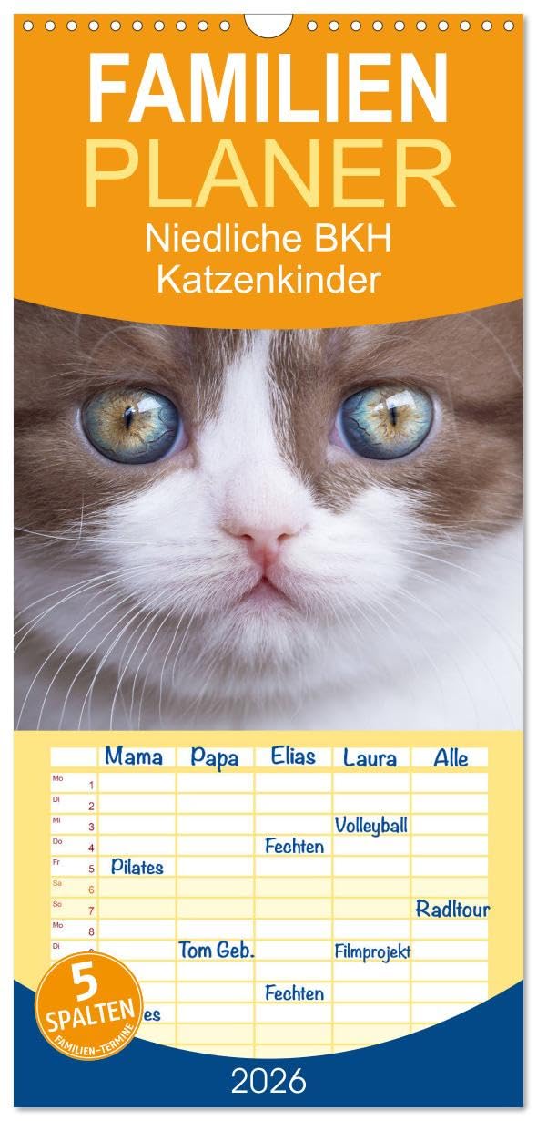 Familienplaner 2026 - Niedliche BKH Katzenkinder mit 5 Spalten (Wandkalender, 21 cm x 45 cm), CALVENDO Living & Furnishing