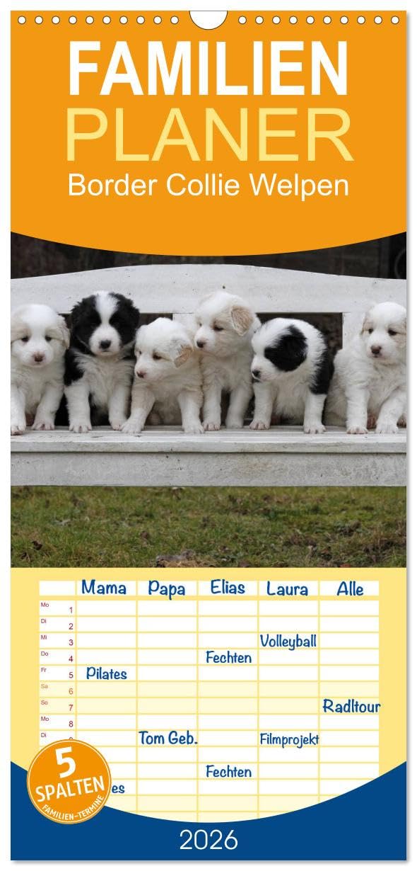 Familienplaner 2026 - Border Collie Welpen mit 5 Spalten (Wandkalender, 21 cm x 45 cm), CALVENDO Natural Sciences
