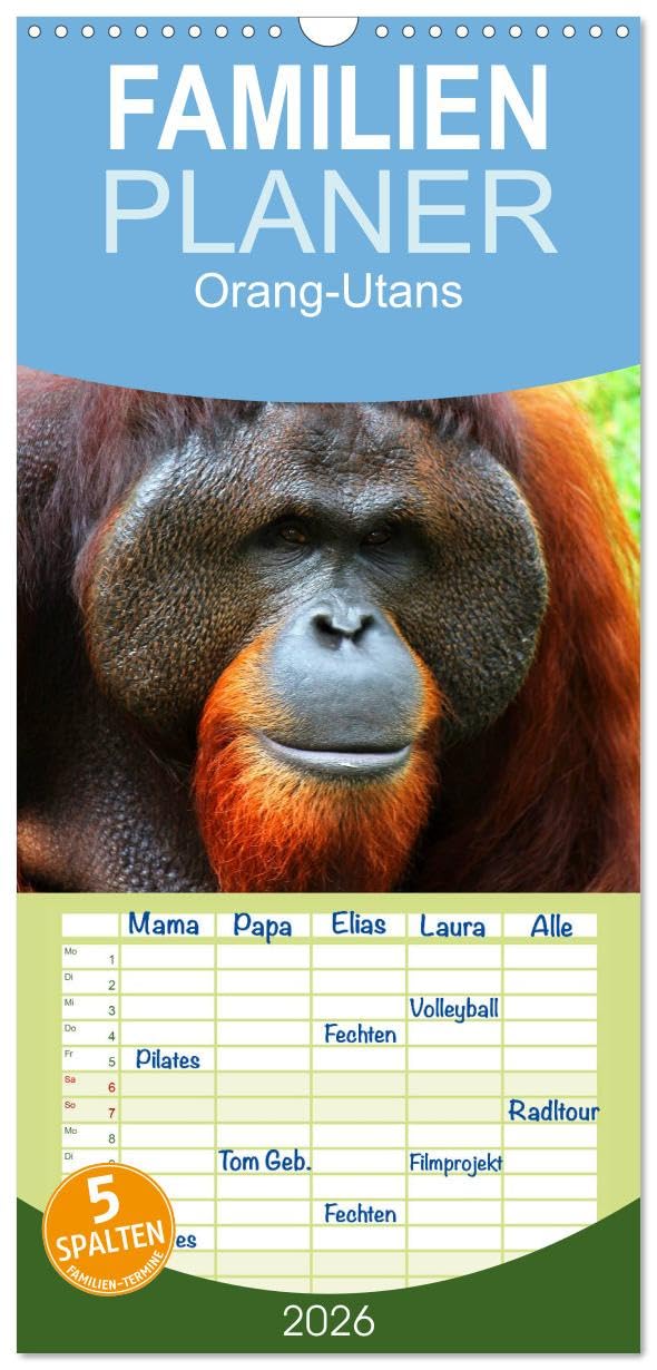 Familienplaner 2026 - Orang-Utans mit 5 Spalten (Wandkalender, 21 cm x 45 cm), CALVENDO Living & Furnishing