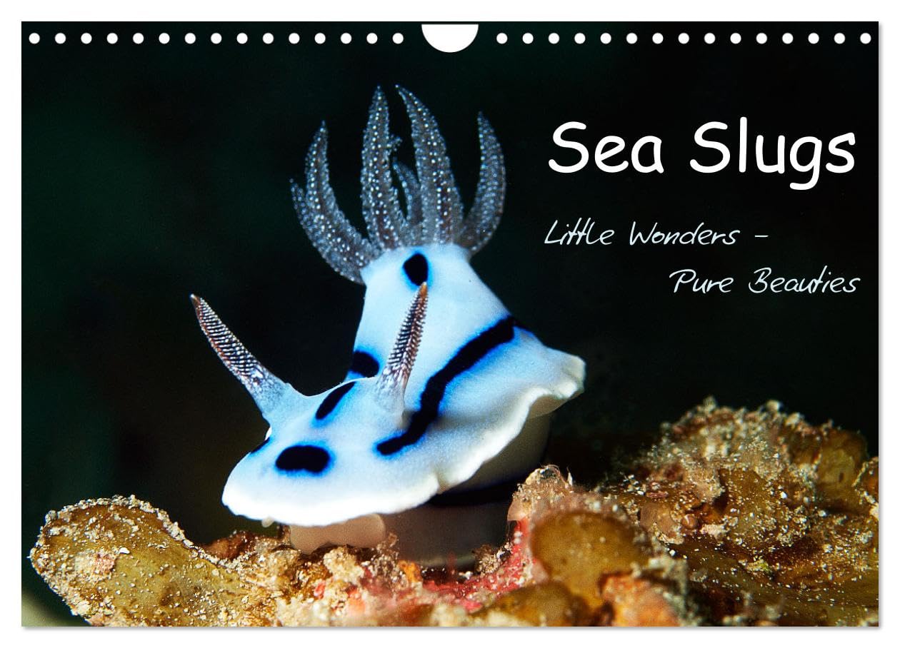 Sea Slugs - Little Wonders - Pure Beauties (Wall Calendar 2026 DIN A4 landscape), CALVENDO 12 Month Wall Calendar: Little Wonders - Pure Beauties Undersea Leisure & Fun