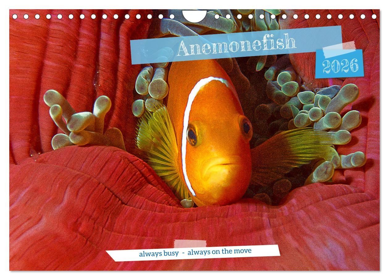 Anemonefish - always busy - always on the move (Wall Calendar 2026 DIN A4 landscape), CALVENDO 12 Month Wall Calendar: Clownfish - Always busy - Always in move Leisure, Home & Garden