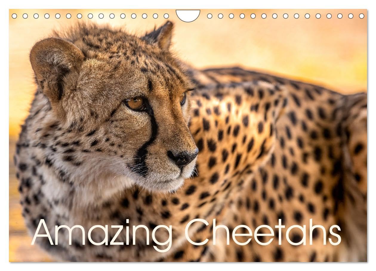 Amazing Cheetahs (Wall Calendar 2026 DIN A4 landscape), CALVENDO 12 Month Wall Calendar: Grace in the wild - cheetah moments Natural Sciences