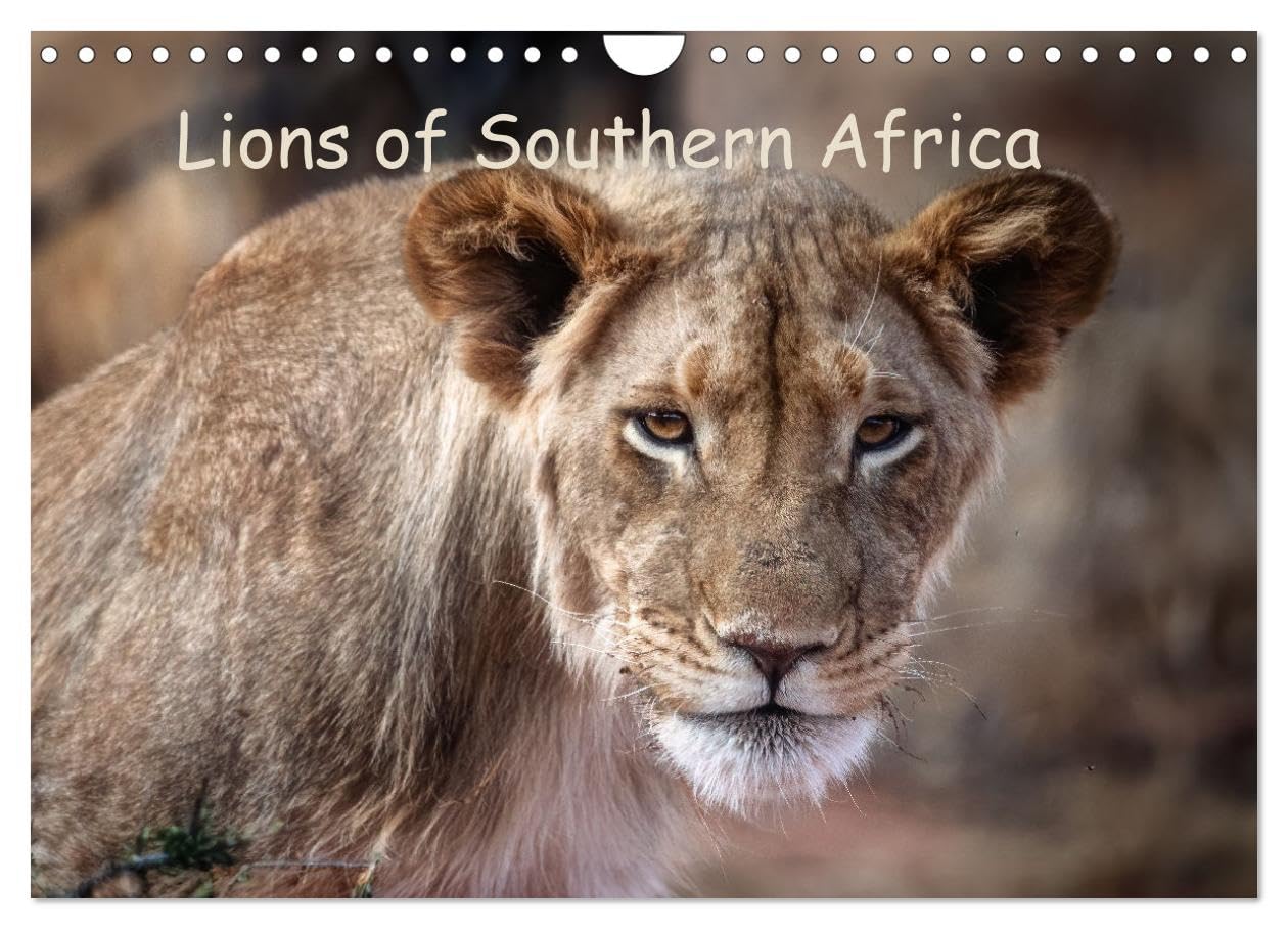Lions of Southern Africa (Wall Calendar 2026 DIN A4 landscape), CALVENDO 12 Month Wall Calendar: Roar into the Wild - Lions of Africa Natural Sciences
