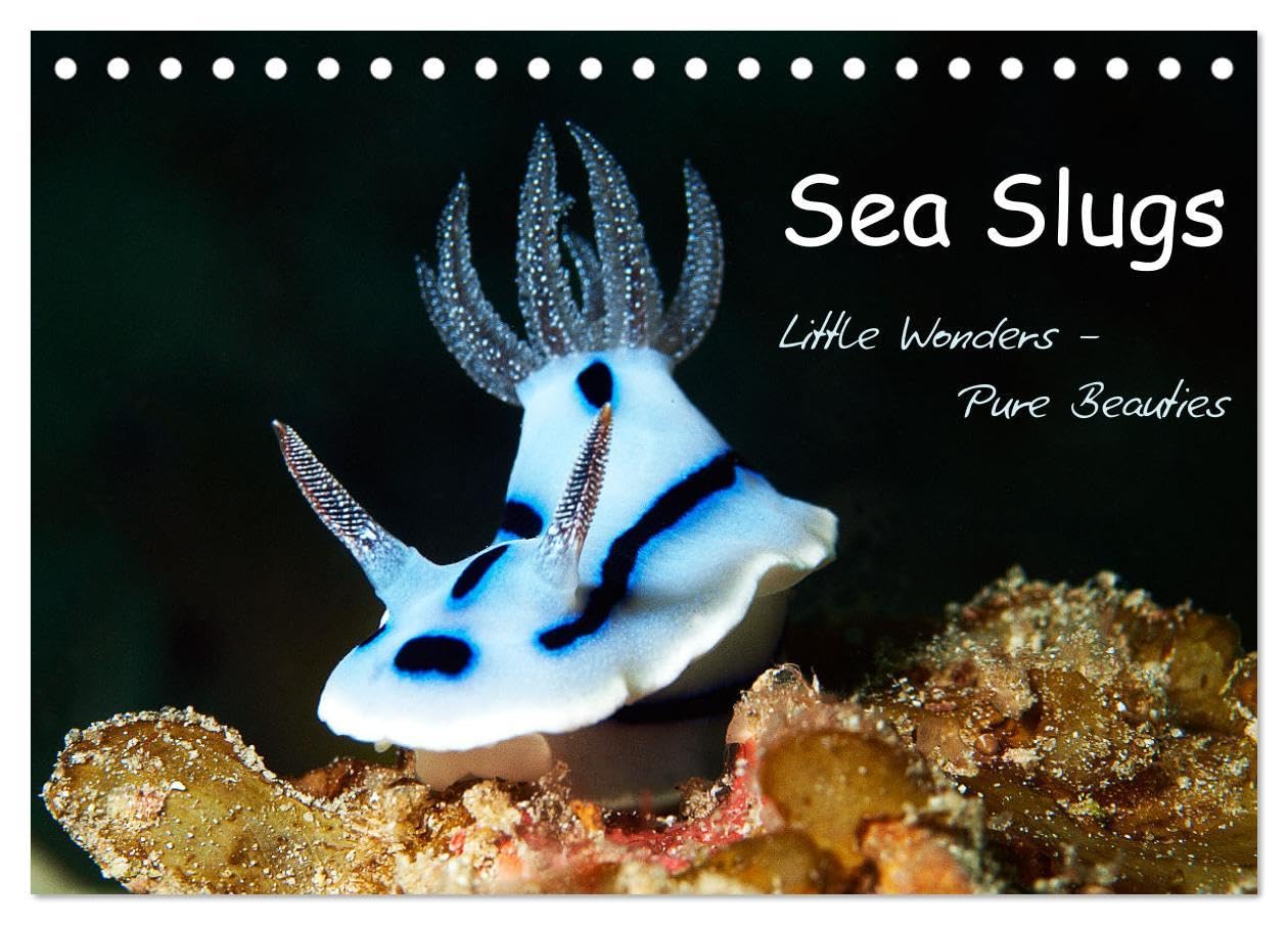 Sea Slugs - Little Wonders - Pure Beauties (Desk Calendar 2026 DIN A5 landscape), CALVENDO 12 Month DeskCalendar: Little Wonders - Pure Beauties Undersea Leisure & Fun