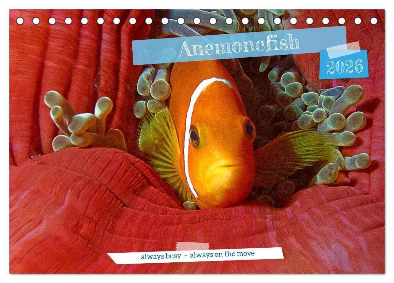 Anemonefish - always busy - always on the move (Desk Calendar 2026 DIN A5 landscape), CALVENDO 12 Month DeskCalendar: Clownfish - Always busy - Always in move Leisure, Home & Garden