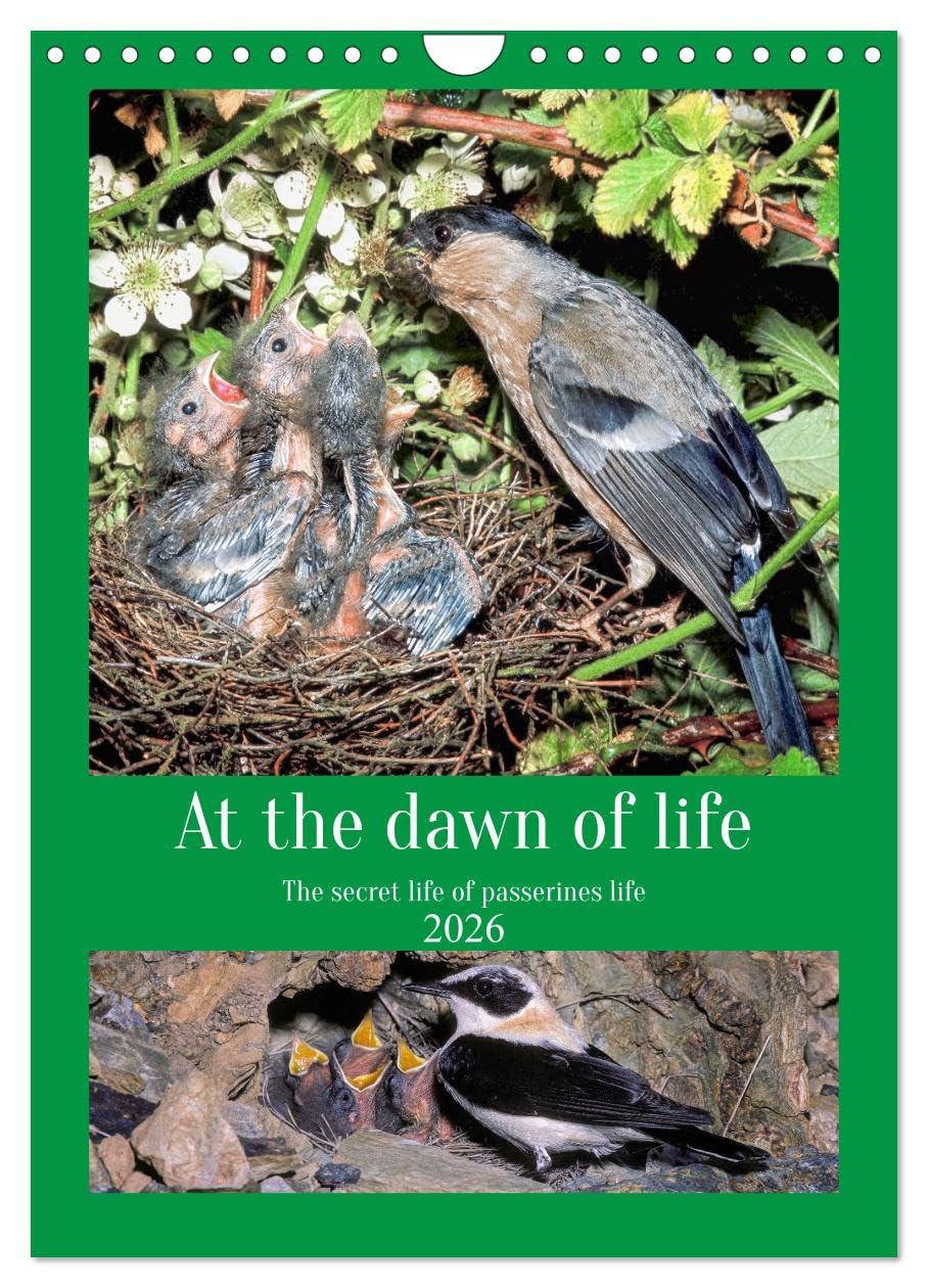 At the dawn of life the secret life of passerines (Wall Calendar 2026 DIN A4 portrait), CALVENDO 12 Month Wall Calendar: The secret life of our country birds Natural Sciences