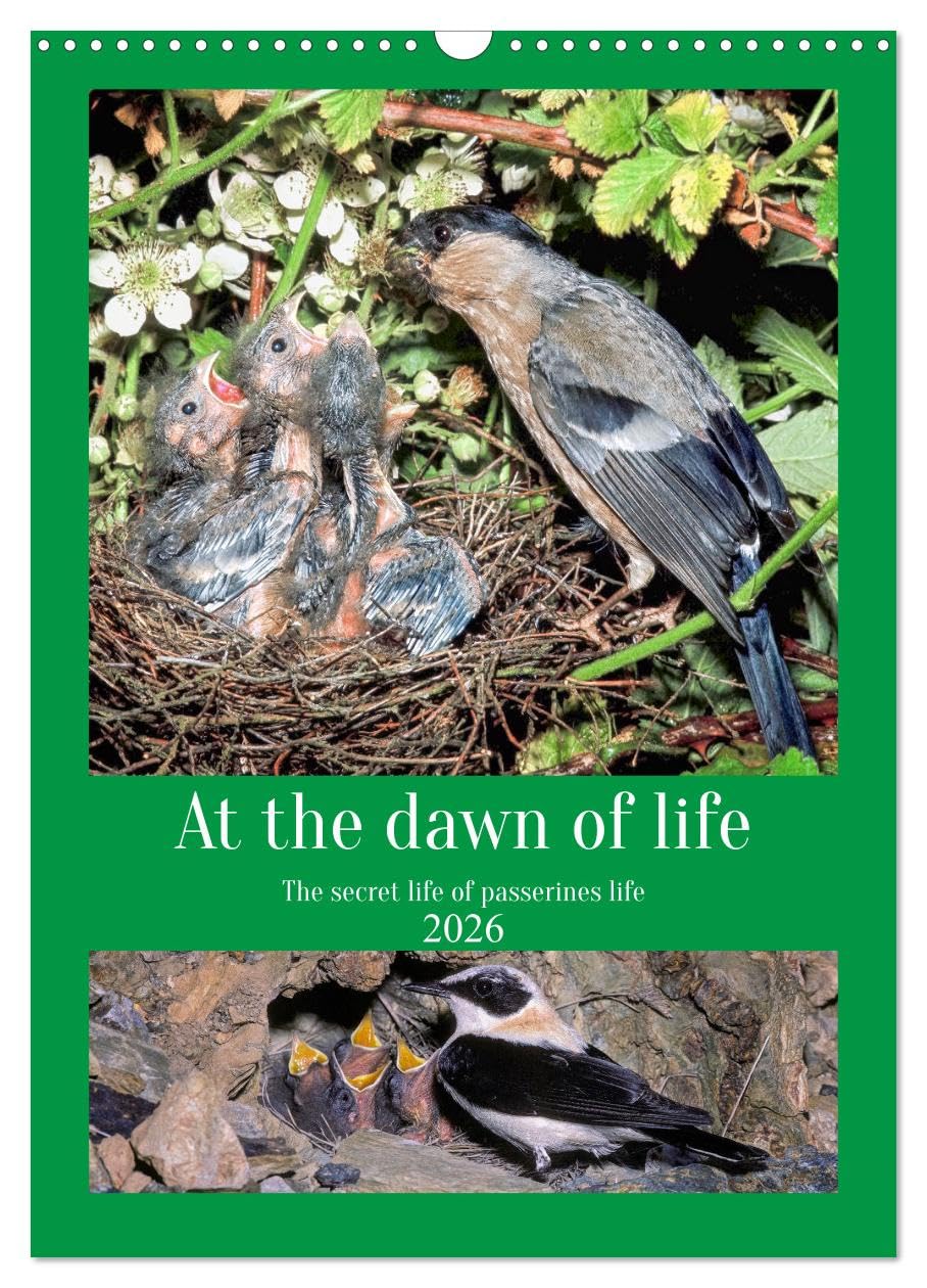 At the dawn of life the secret life of passerines (Wall Calendar 2026 DIN A3 portrait), CALVENDO 12 Month Wall Calendar: The secret life of our country birds Natural Sciences