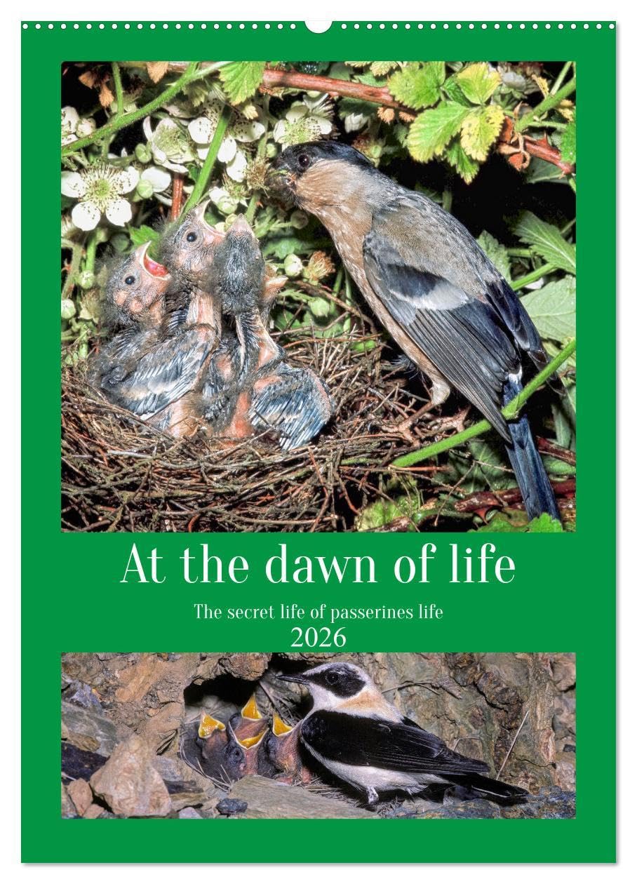 At the dawn of life the secret life of passerines (Wall Calendar 2026 DIN A2 portrait), CALVENDO 12 Month Wall Calendar: The secret life of our country birds Natural Sciences
