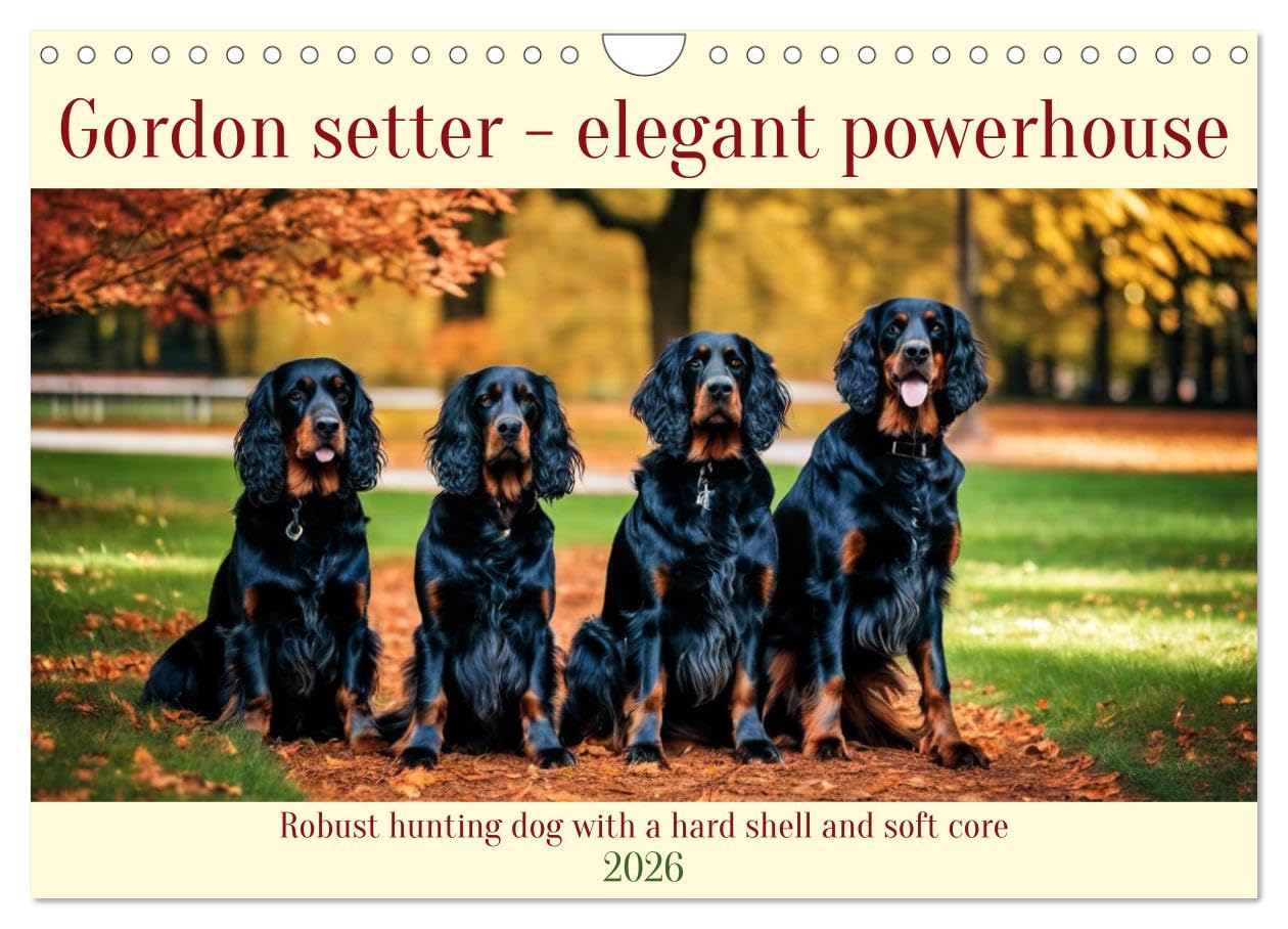 Gordon Setter - elegant powerhouse (Wall Calendar 2026 DIN A4 landscape), CALVENDO 12 Month Wall Calendar: Robust hunting dog with a hard shell and soft core Natural Sciences