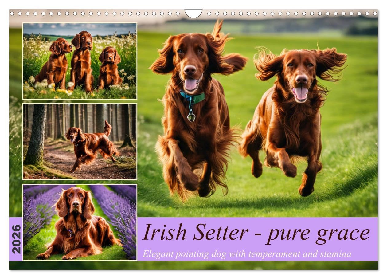 Irish Setter - pure grace (Wall Calendar 2026 DIN A3 landscape), CALVENDO 12 Month Wall Calendar: Elegant pointing dog with temperament and stamina Natural Sciences
