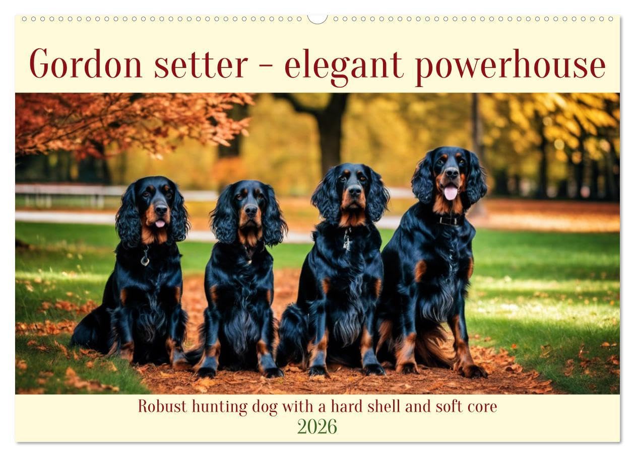 Gordon Setter - elegant powerhouse (Wall Calendar 2026 DIN A2 landscape), CALVENDO 12 Month Wall Calendar: Robust hunting dog with a hard shell and soft core Natural Sciences