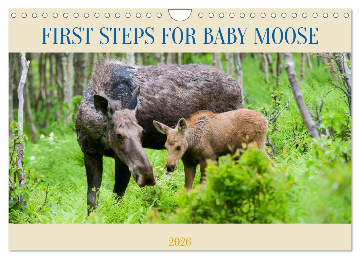 FIRST STEPS FOR BABY MOOSE (Wall Calendar 2026 DIN A4 landscape), CALVENDO 12 Month Wall Calendar: Mother moose protects her baby as he takes his first steps in the forest Natural Sciences