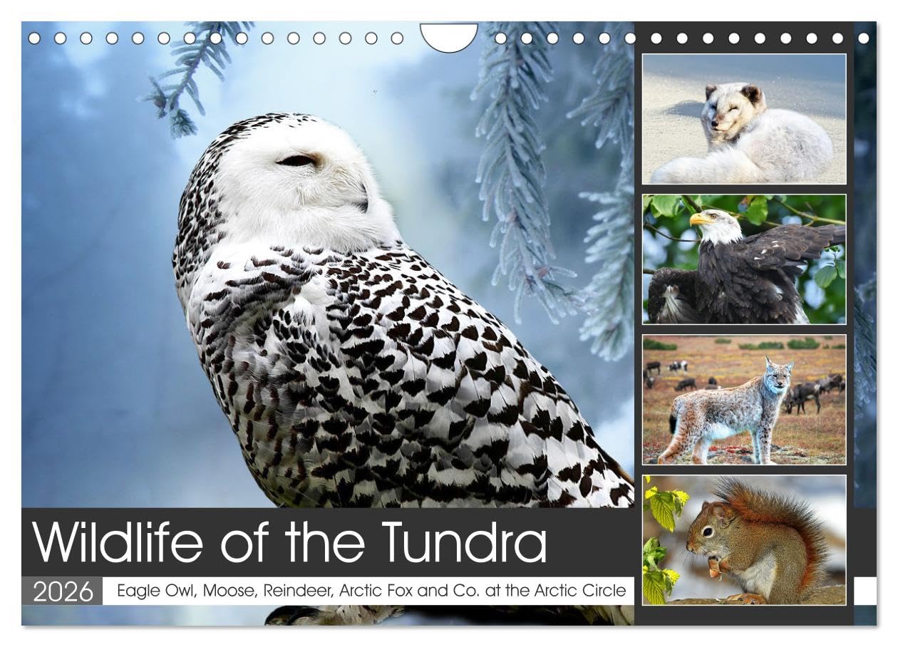 Wildlife of the Tundra (Wall Calendar 2026 DIN A4 landscape), CALVENDO 12 Month Wall Calendar: Impressive animals in the treeless steppes of the northern hemisphere. Natural Sciences