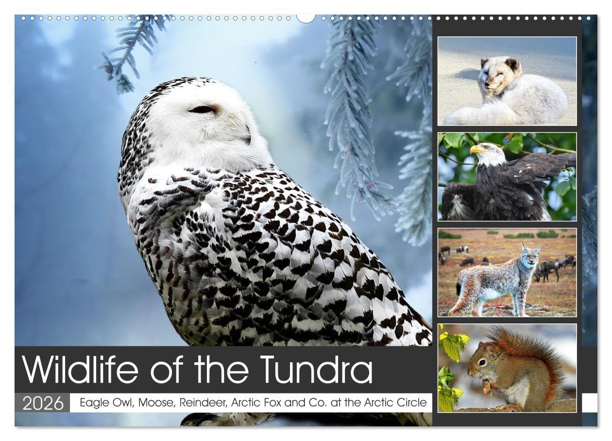 Wildlife of the Tundra (Wall Calendar 2026 DIN A2 landscape), CALVENDO 12 Month Wall Calendar: Impressive animals in the treeless steppes of the northern hemisphere. Natural Sciences