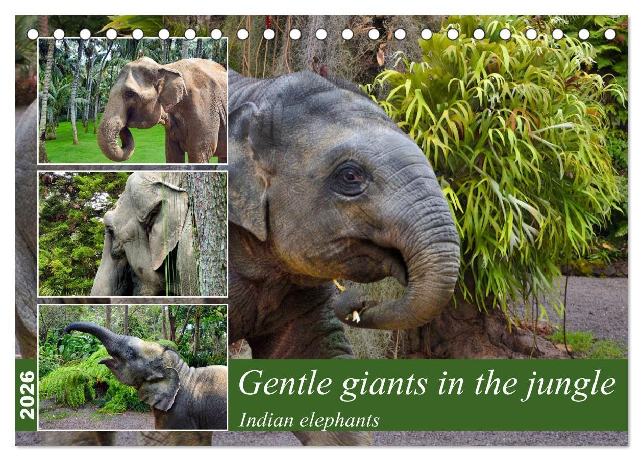 Gentle giants in the jungle (Desk Calendar 2026 DIN A5 landscape), CALVENDO 12 Month DeskCalendar: Portraits of Indian elephants Natural Sciences