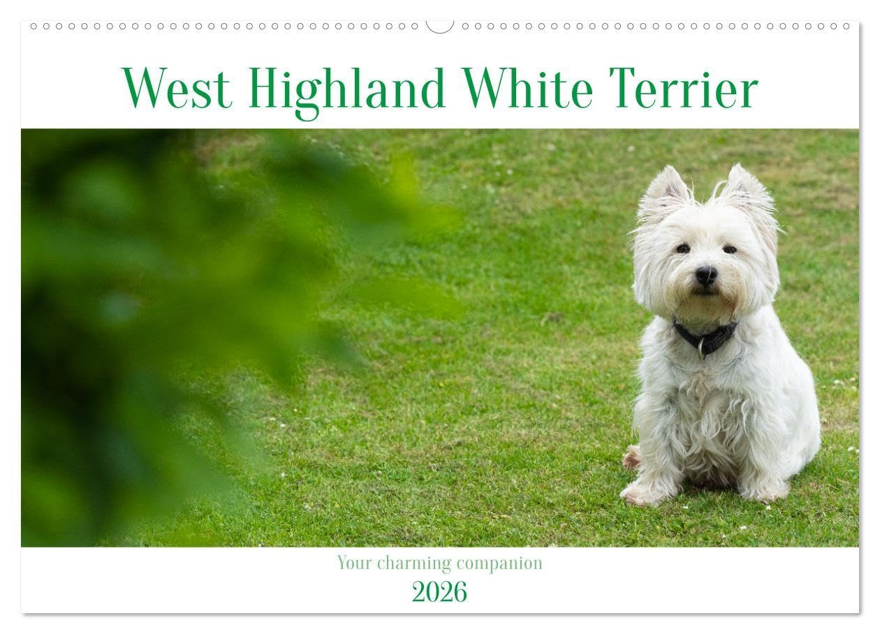 West Highland White Terrier - Your charming companion (Wall Calendar 2026 DIN A2 landscape), CALVENDO 12 Month Wall Calendar: Beautiful shots of the ... the year with this monthly calendar. Natural Sciences