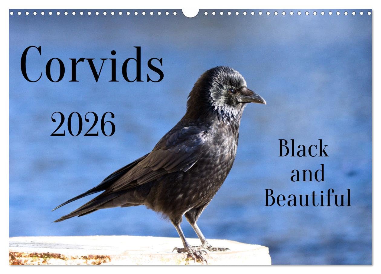 Corvids - Black and Beautiful (Wall Calendar 2026 DIN A3 landscape), CALVENDO 12 Month Wall Calendar: Corvids - birds in close-ups Natural Sciences