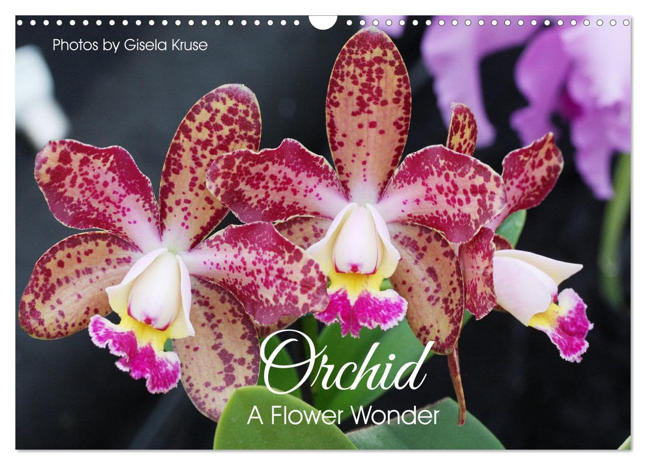 Orchid - A Flower Wonder (Wall Calendar 2026 DIN A3 landscape), CALVENDO 12 Month Wall Calendar: Fascinating flowers with immense variety Leisure, Home & Garden
