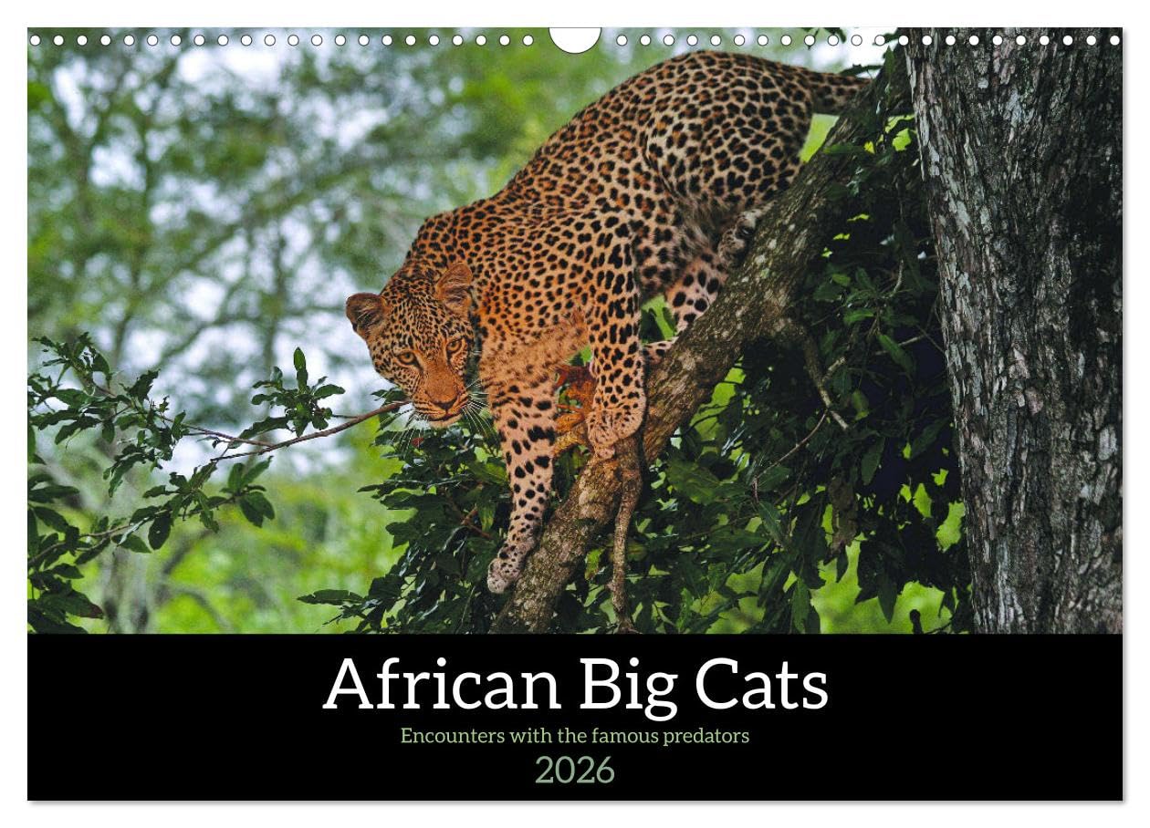 African Big Cats (Wall Calendar 2026 DIN A3 landscape), CALVENDO 12 Month Wall Calendar: Lions, leopards and cheetahs in Southern Africa Natural Sciences