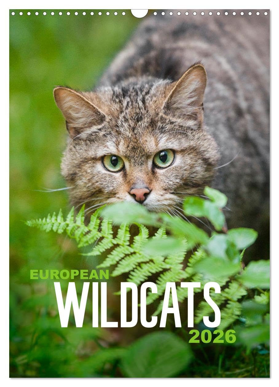 European Wildcats (Wall Calendar 2026 DIN A3 portrait), CALVENDO 12 Month Wall Calendar: The beauty of the shy wildcats in their natural habitat Natural Sciences