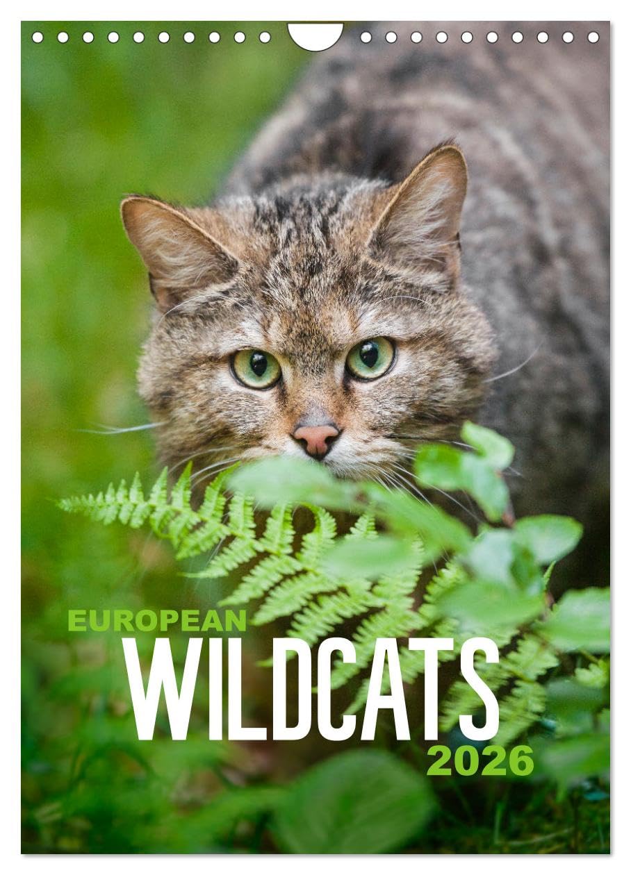 European Wildcats (Wall Calendar 2026 DIN A4 portrait), CALVENDO 12 Month Wall Calendar: The beauty of the shy wildcats in their natural habitat Natural Sciences