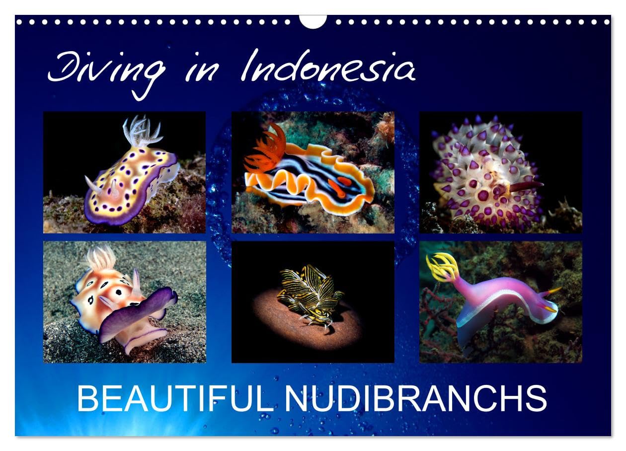 Diving in Indonesia - BEAUTIFUL NUDIBRANCHS (Wall Calendar 2026 DIN A3 landscape), CALVENDO 12 Month Wall Calendar: Beautiful nudibranchs from my dives in Indonesia Natural Sciences